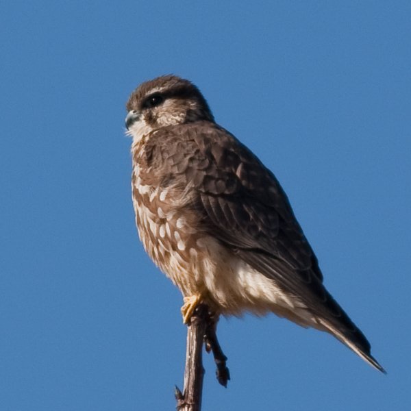 December 2016: Rye Harbour Nature Reserve Sightings